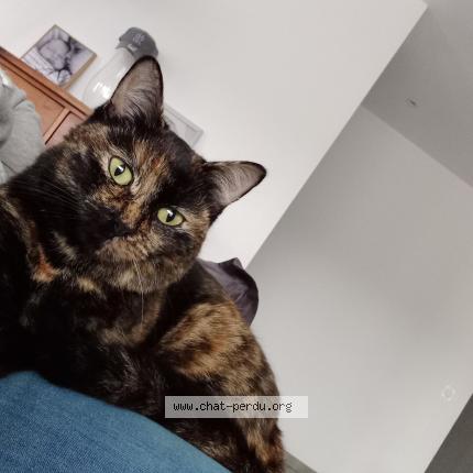 Photo 1/1 Minnie Chat lost in Mas de londres