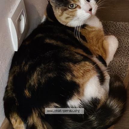 Photo 1/1 Orion Chat lost in Pers jussy