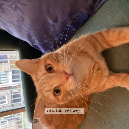 Photo 1/1 NOUNOU Chat lost in Sallanches