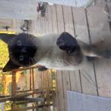 Picture of cat found at Bayonne