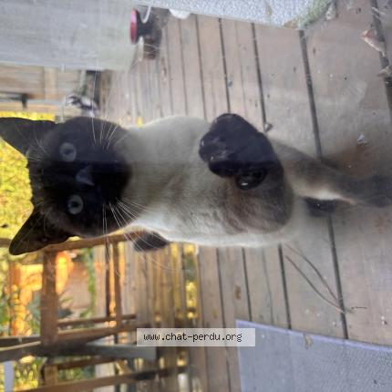 Photo 1/1 Found cat Found in Bayonne