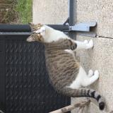 Picture of cat found at Breux Jouy