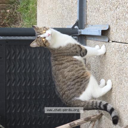 Photo 1/1 Found cat Found in Breux jouy