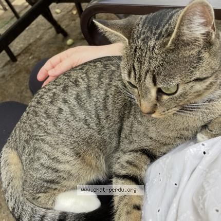 Photo 1/1 Xena Chat lost in Auboue