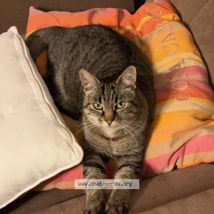 Photo 1/1 Jupiter Chat lost in Vannes 56000