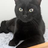 Picture of cat lost at Le Temple