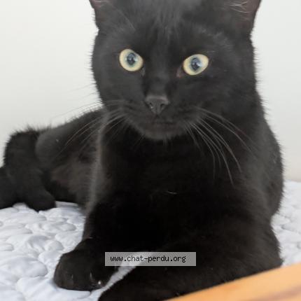 Photo 1/1 Cat reunited Lost in Le temple