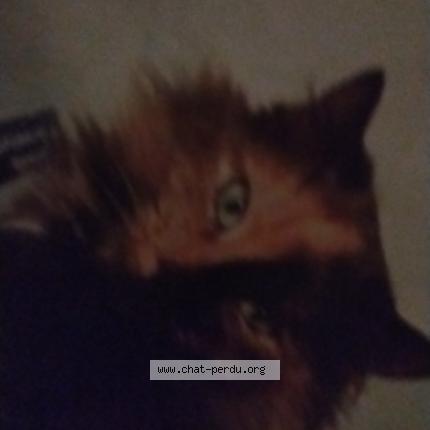 Photo 1/1 Venise Chat lost in Le crotoy