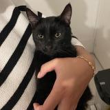 Picture of cat found at Limoges