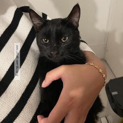 Photo 1/1 Found cat Found in Limoges