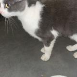 Picture of cat found at Fleury Les Aubrais
