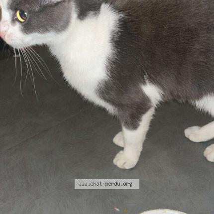 Photo 1/1 Found cat Found in Fleury les aubrais