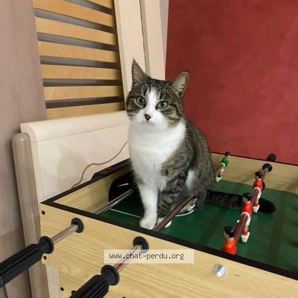 Photo 1/1 Sushi Chat lost in Cordieux