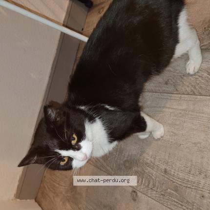 Photo 1/1 Found cat Found in Tarbes