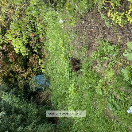 Photo 1/1 Cookie Chat lost in Ales