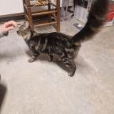 Picture of cat found at Mondonville