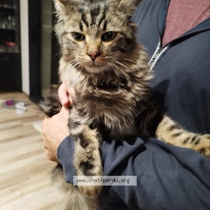 Photo 2/2 Found cat Found in Mondonville