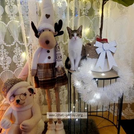 Photo 1/1 Borisova Zumbul Chat lost in Rouen