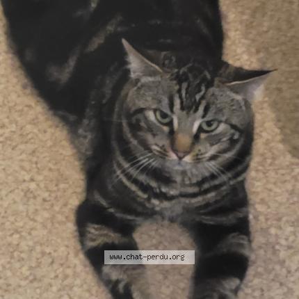 Photo 1/1 Smoky Chat lost in Bron