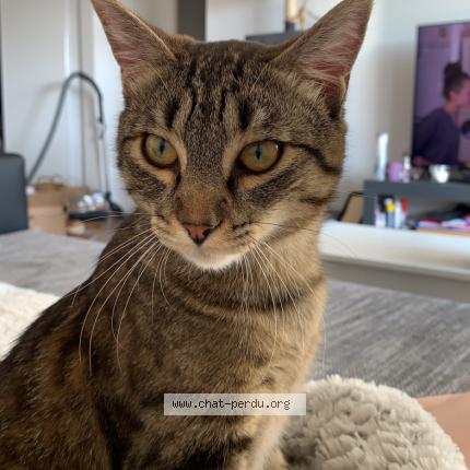 Photo 1/1 B&eacute;b&eacute; Chat lost in Plaisir