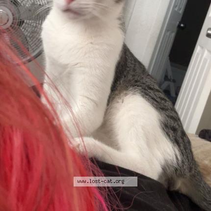 Photo 1/1 Spot Chat lost in Tampa