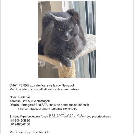 Photo 1/1 Pad Thai Chat lost in Sherbrooke