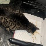 Picture of cat found at Lucens