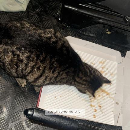 Photo 1/1 Found cat Found in Lucens