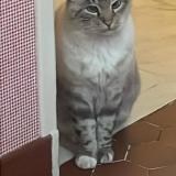 Picture of cat found at Gerzat