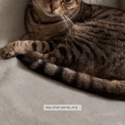 Photo 1/1 Heylina Chat lost in Saint medard de guizieres