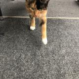 Picture of cat found at Columbus