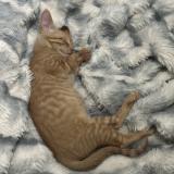 Picture of cat lost at Arlington