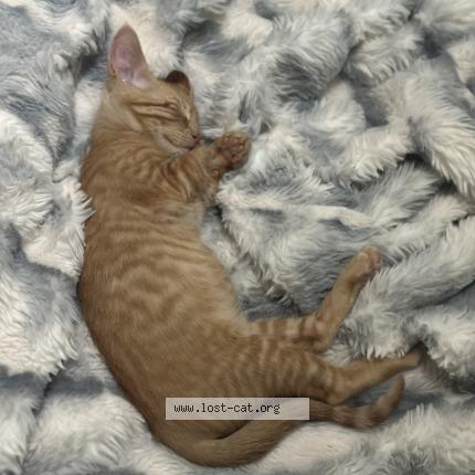 Photo 1/3 Simba Chat lost in Arlington