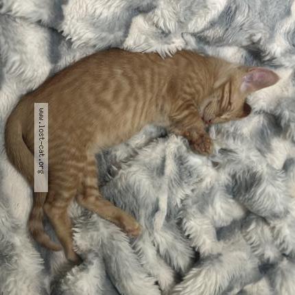 Photo 2/3 Simba Chat lost in Arlington