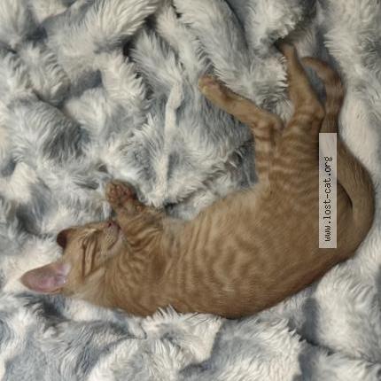 Photo 3/3 Simba Chat lost in Arlington