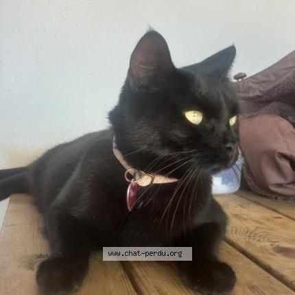 Photo 1/1 Chichon Chat lost in Leon