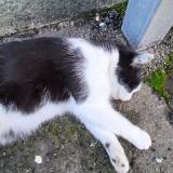 Picture of cat found at Brou