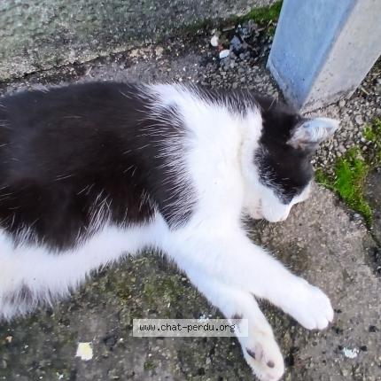 Photo 1/2 Found cat Found in Brou