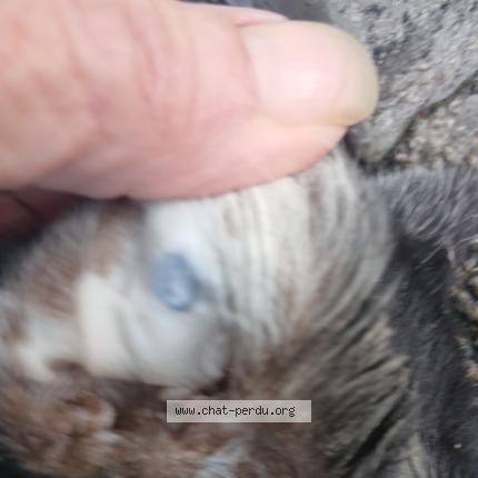 Photo 2/2 Found cat Found in Brou