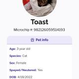 Picture of cat lost at Shreveport