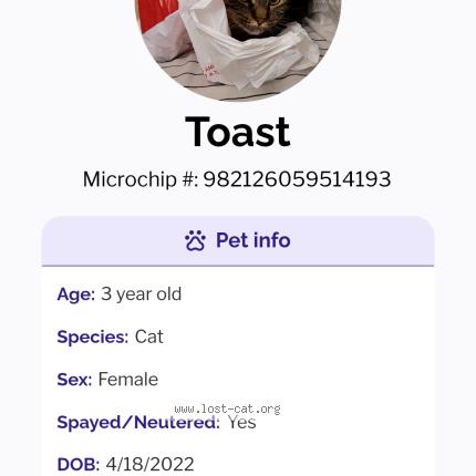 Photo 1/1 Toast Chat lost in Shreveport