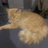 Picture of cat lost at Martigues