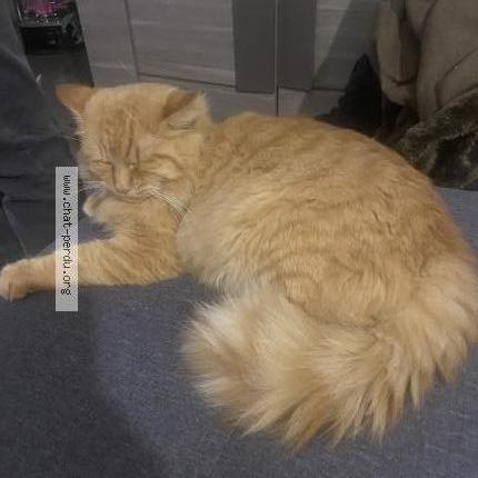 Photo 1/2 Rouky Chat lost in Martigues