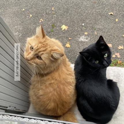 Photo 2/2 Rouky Chat lost in Martigues