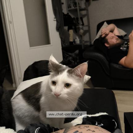 Photo 1/1 Sa&iuml; Chat lost in Aiguebelle
