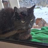 Picture of cat found at Groisy