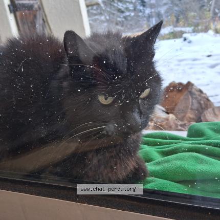 Photo 1/1 Found cat Found in Groisy