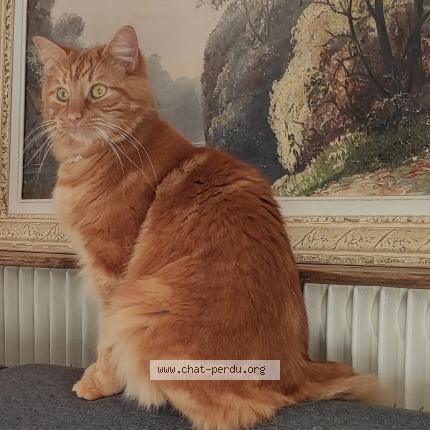 Photo 1/1 Thyam Chat lost in 45700 pannes