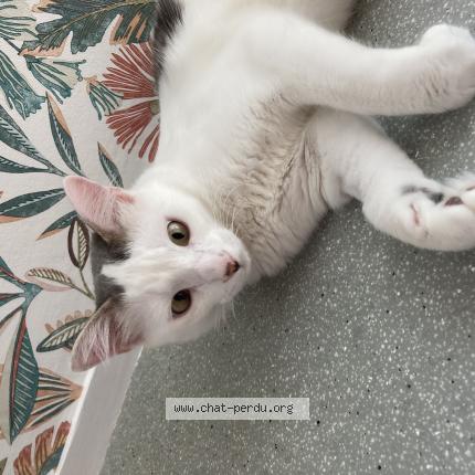 Photo 1/1 Cat reunited Lost in Le haillan