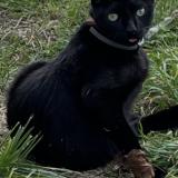 Picture of cat lost at Saint Martin Lars En Sainte Hermine